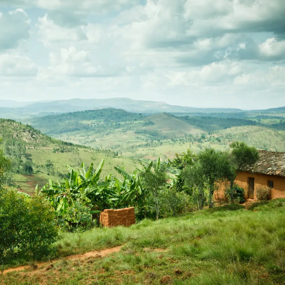 Widok na zielone wzgórza i tradycyjne zabudowania w regionie uprawy kawy Nyagishiru w Burundi