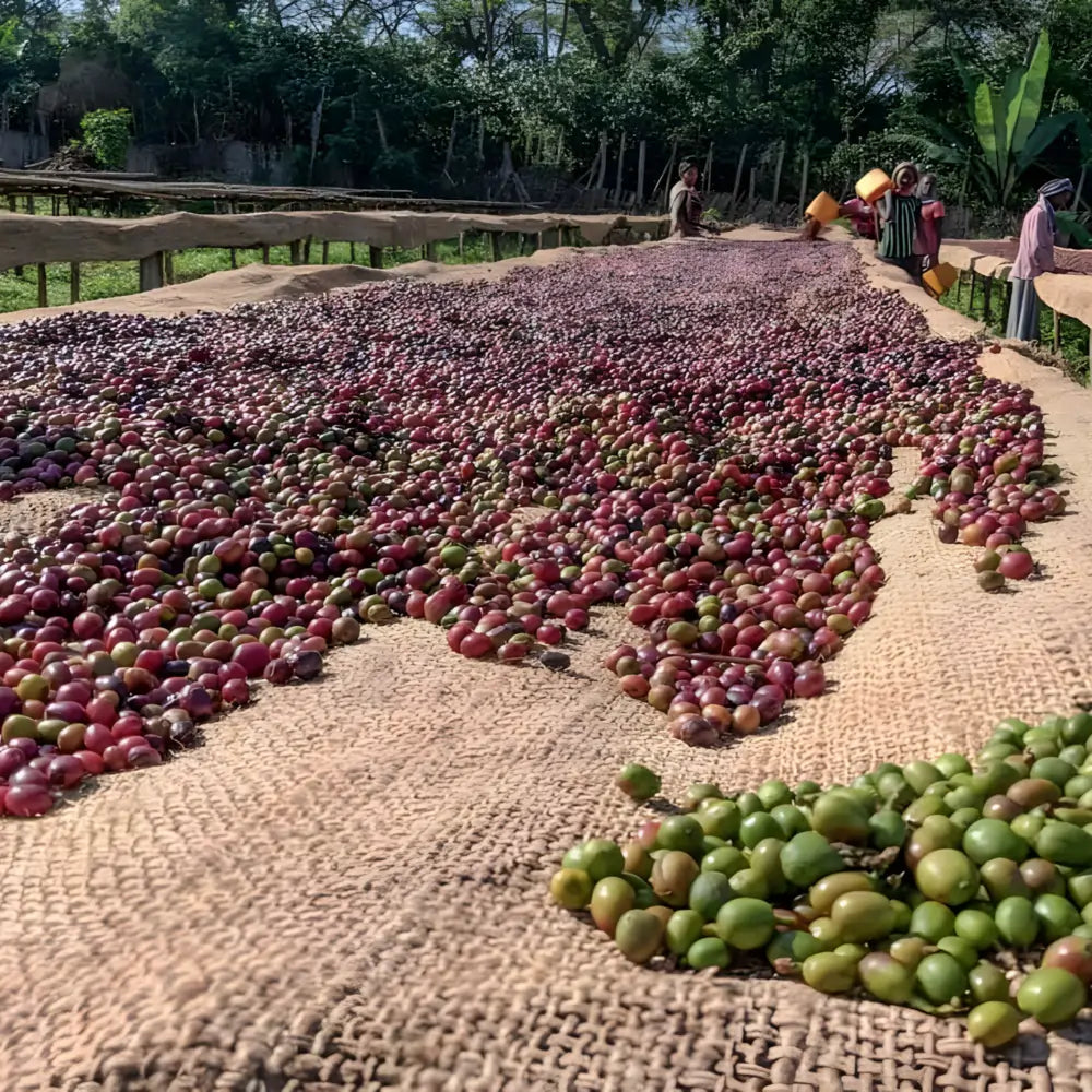 Owoce kawowca suszące się na afrykańskich łóżkach w stacji Chelektu w Etiopii, z pracownikami nadzorującymi proces pod słońcem.