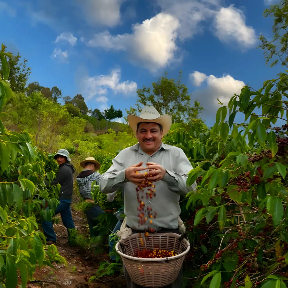 Farmer z plantacji Guatemala Las Brisas podczas zbiorów kawy – kosz pełen świeżych owoców kawowca