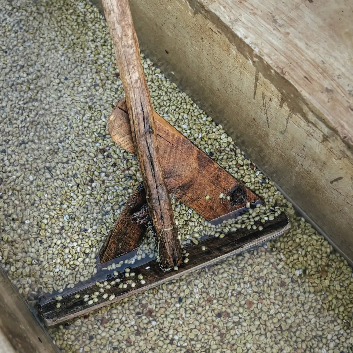 Mokra obróbka kawy – fermentacja ziaren arabica w zbiorniku fermentacyjnym