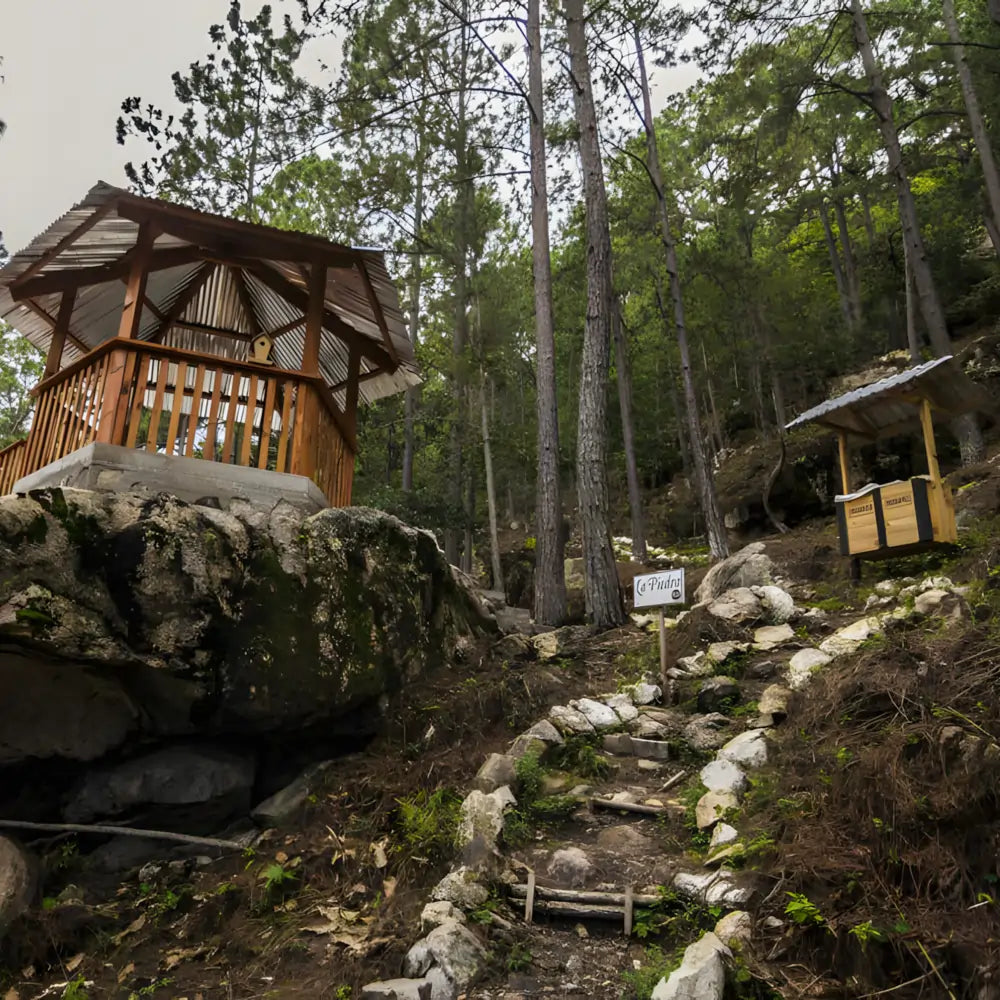 Finca Villa Yolanda w Hondurasie – altana i ścieżka w lesie w pobliżu plantacji kawy, naturalne otoczenie farmy JAVA Coffee Roasters