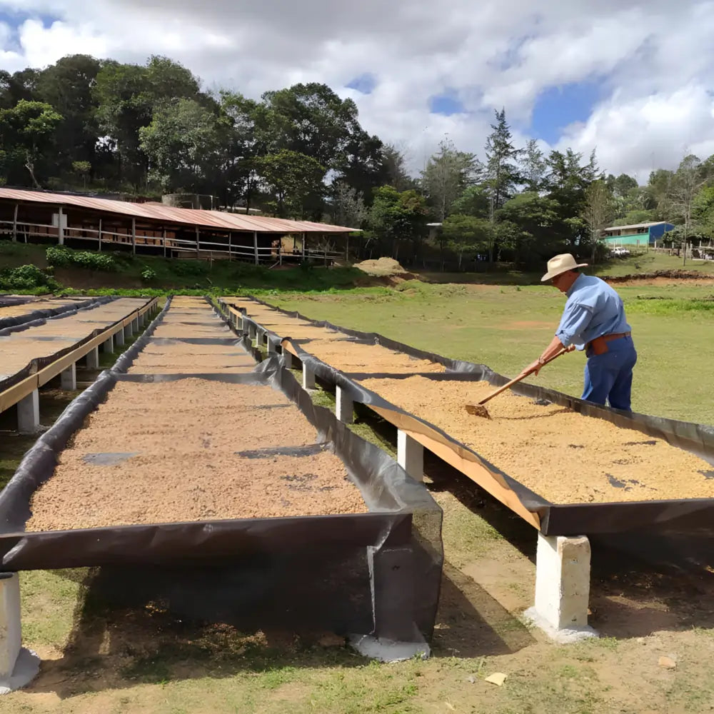 Farmer w Hondurasie suszący ziarna kawy na afrykańskich łóżkach w Finca Villa Yolanda – proces obróbki kawy specialty JAVA Coffee Roasters