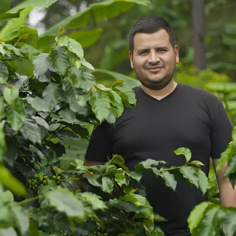 Plantator na farmie Finca Villa Yolanda w Hondurasie w otoczeniu kawowców – dostawca kawy ziarnistej JAVA Coffee Roasters