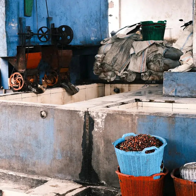 Kosze z wiśniami kawowca i stacja obróbki Ribang Gayo Musara – naturalny proces kawy z Indonezji