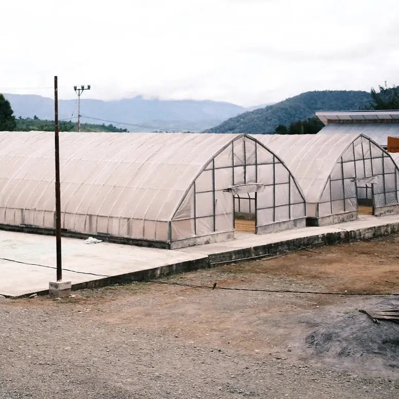 Suszarnie kawy Ribang Gayo Musara – naturalna obróbka kawy Indonesia, plantacja w regionie Gayo