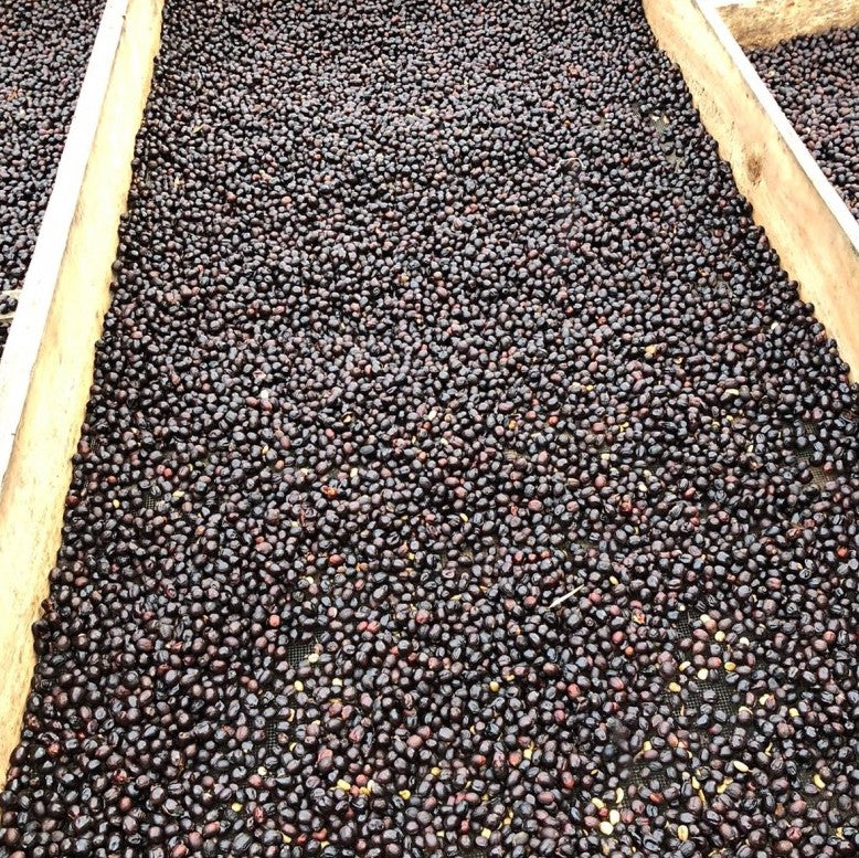 Meksyk Nahua (omniroast)