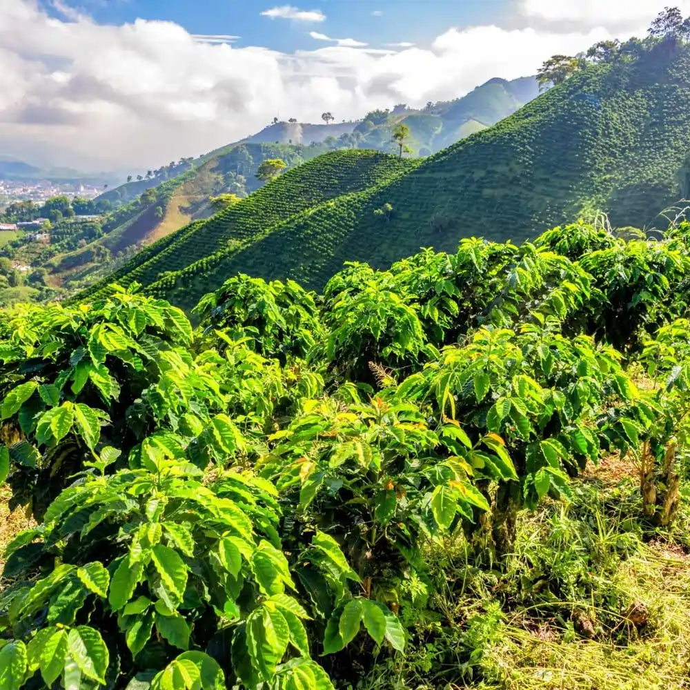 Górska plantacja kawy w Kolumbii – krzewy arabiki uprawiane na wysokości dla Java Coffee Roasters