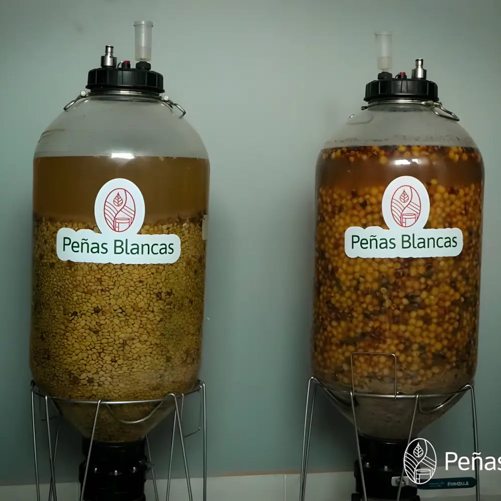 Fermentacja ziaren kawy specialty na farmie Peñas Blancas w Kolumbii