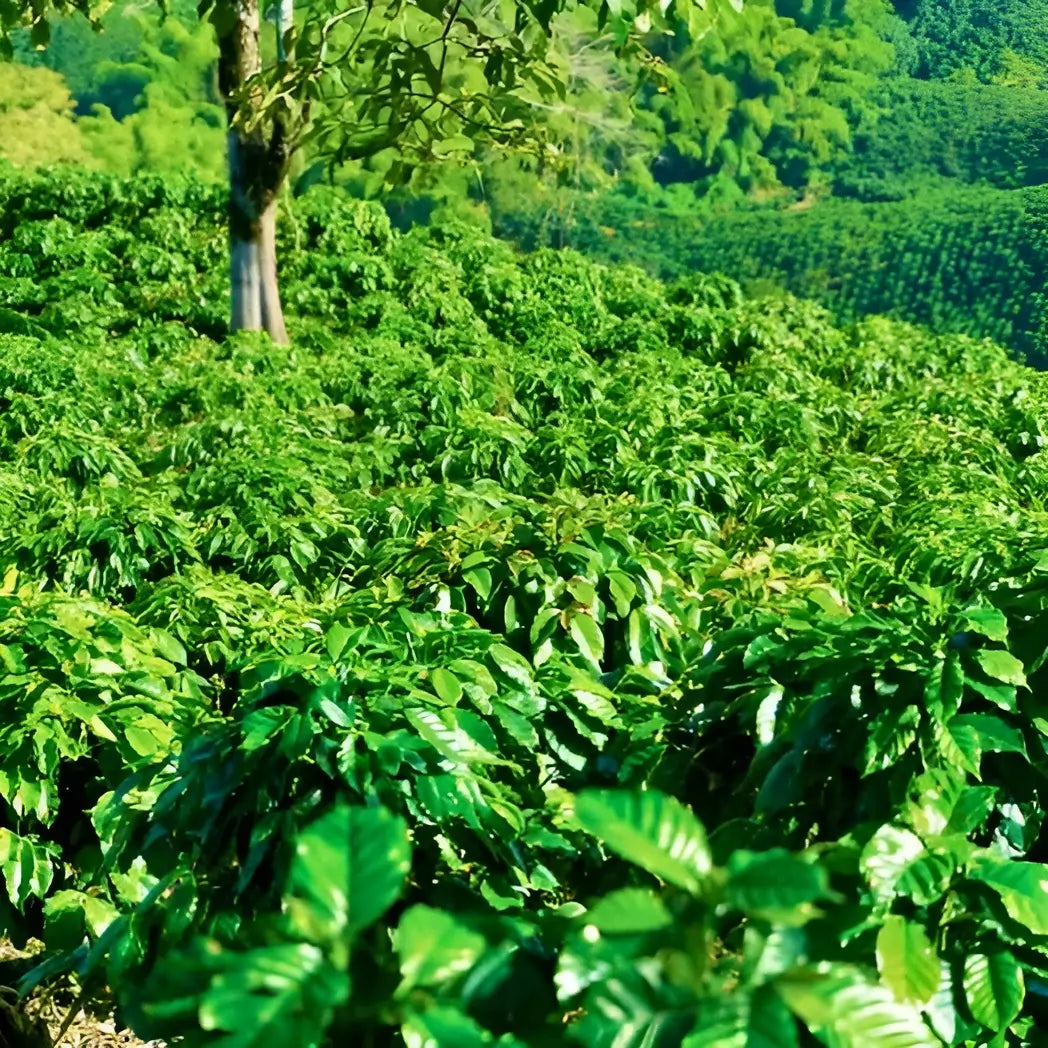 Zielone krzewy kawowca na plantacji w regionie Tolima w Kolumbii – gęsta roślinność i naturalne zacienienie