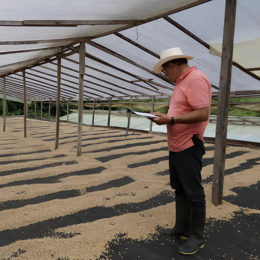 Plantator kawy w Kolumbii kontroluje proces suszenia ziaren na afrykańskich łożach pod zadaszeniem w regionie Tolima