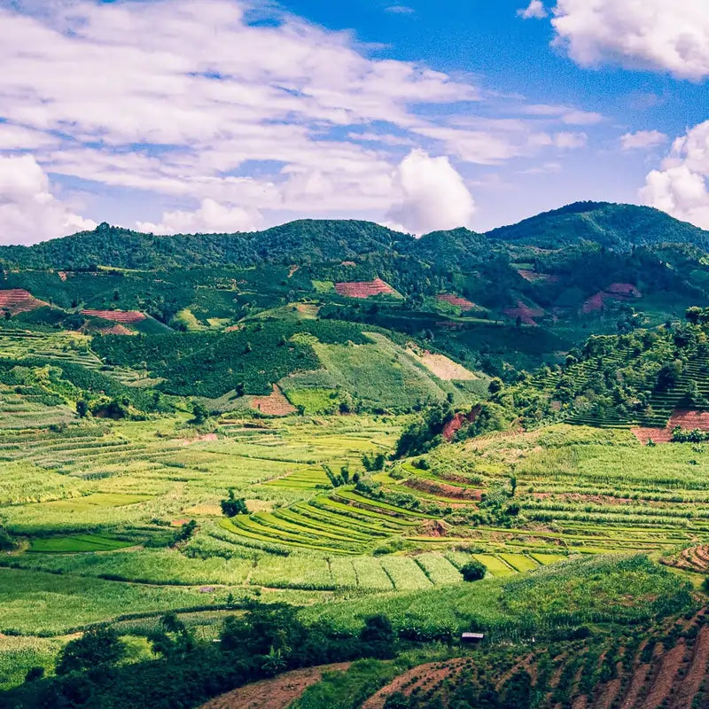 Górzysty krajobraz regionu Yunnan w Chinach – tarasowe pola uprawne i zalesione wzgórza, miejsce uprawy kawy arabika.
