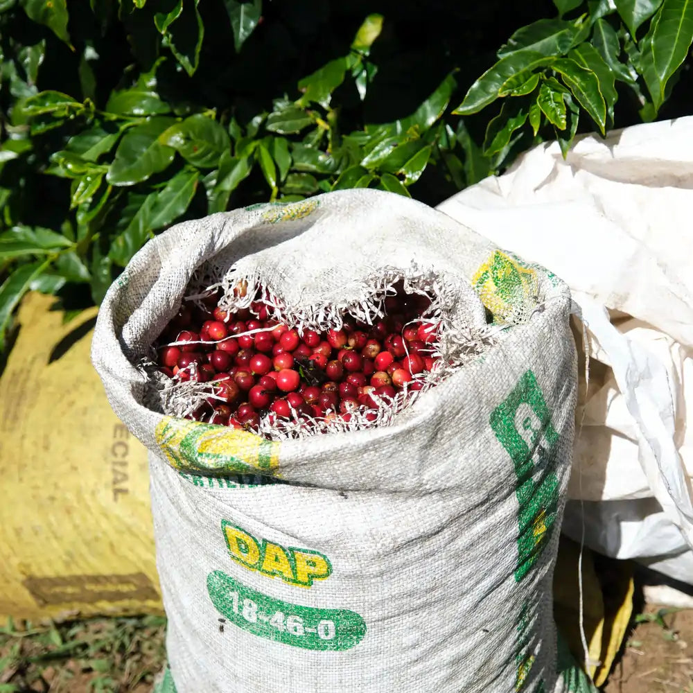 Worek pełen czerwonych owoców kawowca zebranych na plantacji Las Lajas w Kostaryce, w tle gęste, zielone liście krzewów kawy.