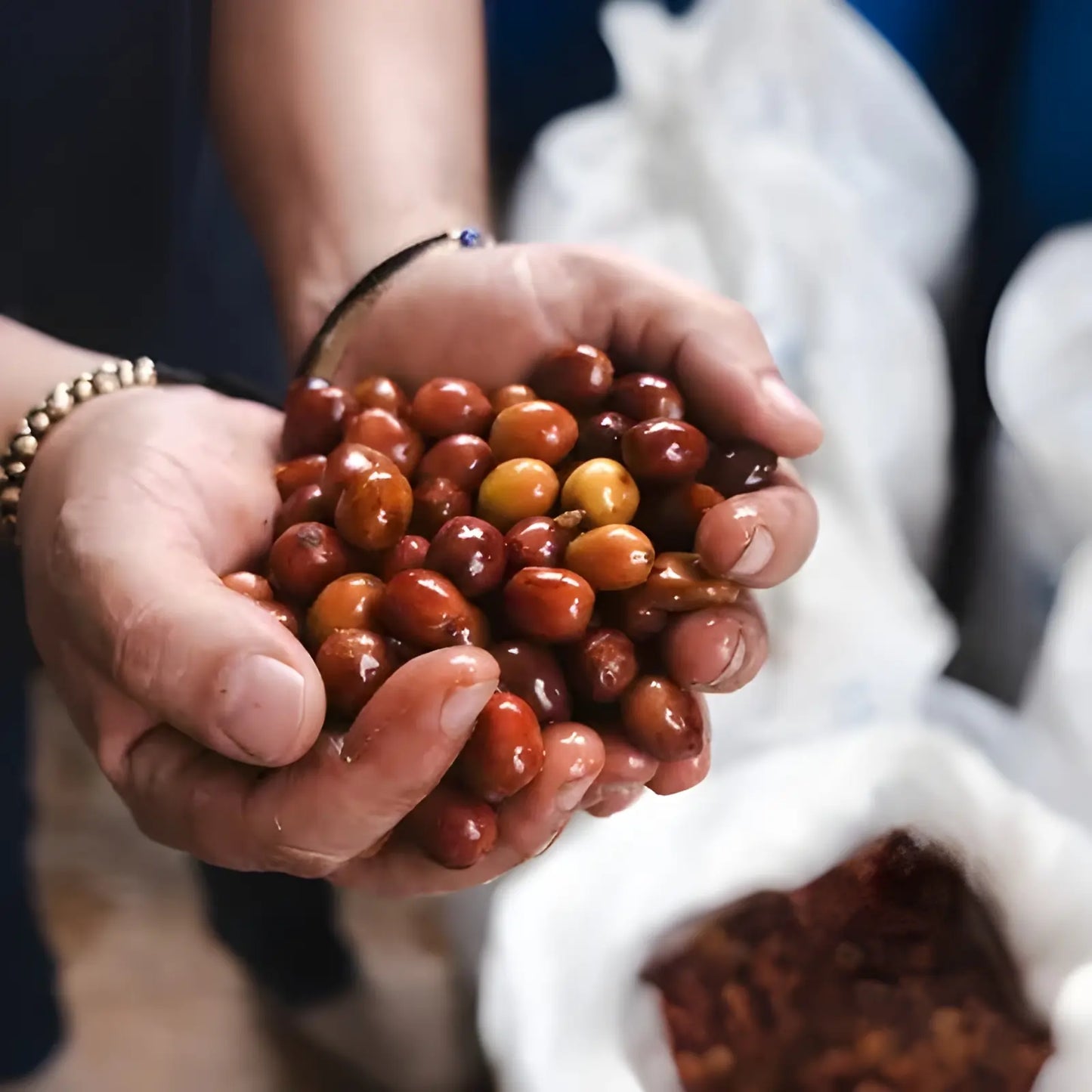 Świeże owoce kawy arabica trzymane w dłoniach – zbiory na plantacji kawy specialty