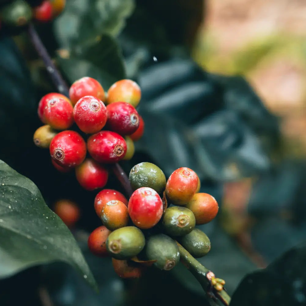 Dojrzewające owoce kawowca na plantacji w Burundi – zielone i czerwone wiśnie kawy