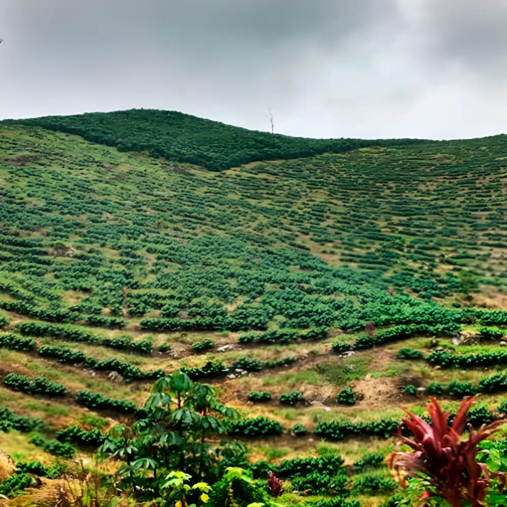 Plantacja kawy Guatemala Las Brisas – zielone tarasy uprawne na wzgórzach w Gwatemali