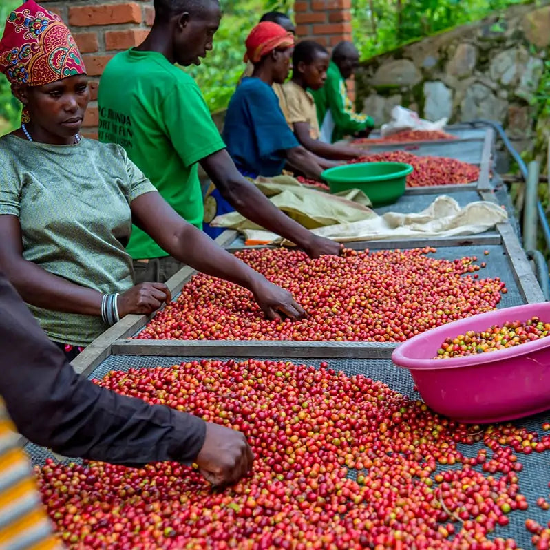 Ręczna selekcja owoców kawy Rwanda Gitoki podczas sortowania i przygotowania do obróbki specialty coffee