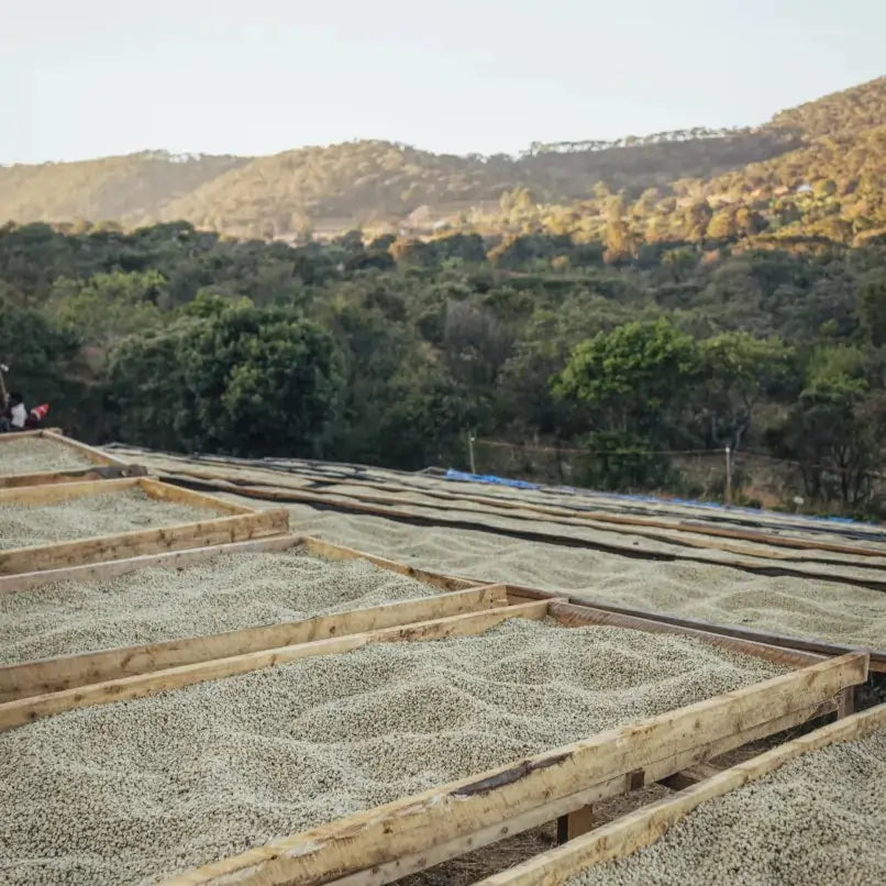 Ziarna kawy arabica suszone na afrykańskich łożach w regionie Mbeya, Tanzania