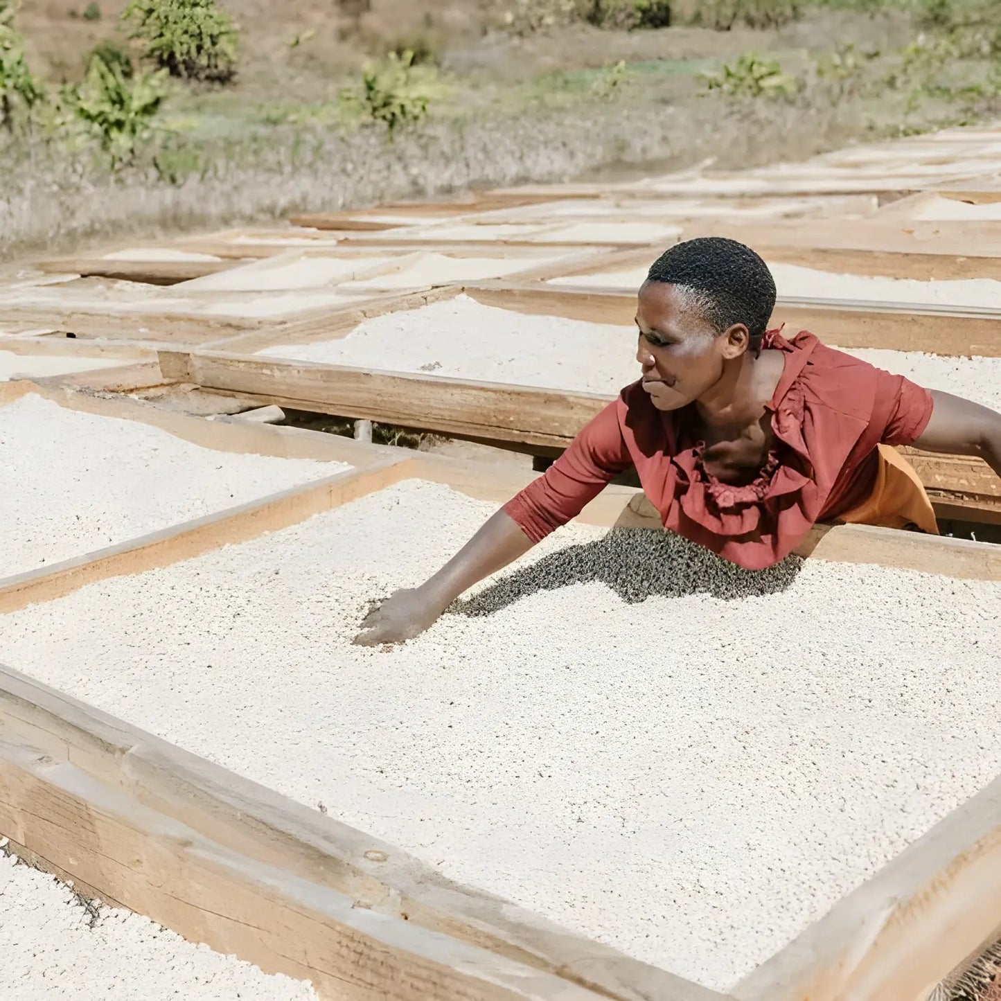 Ręczne suszenie ziaren kawy arabica na afrykańskich łożach – kobieta pracująca na plantacji kawy
