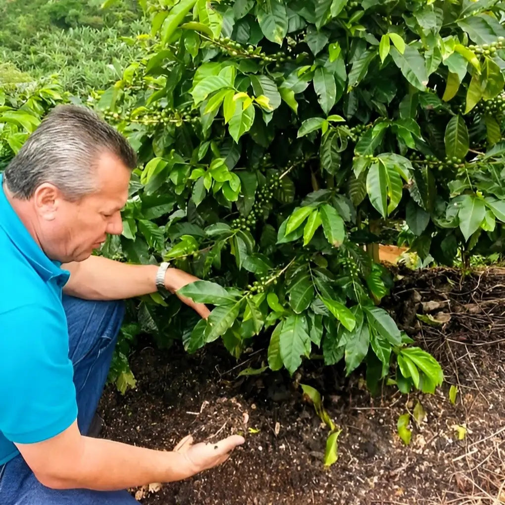 Plantator Ricardo Hernandez z plantacji Tirra Estate w Tarrazú, Kostaryka – kontrola stanu gleby i roślin kawowca.