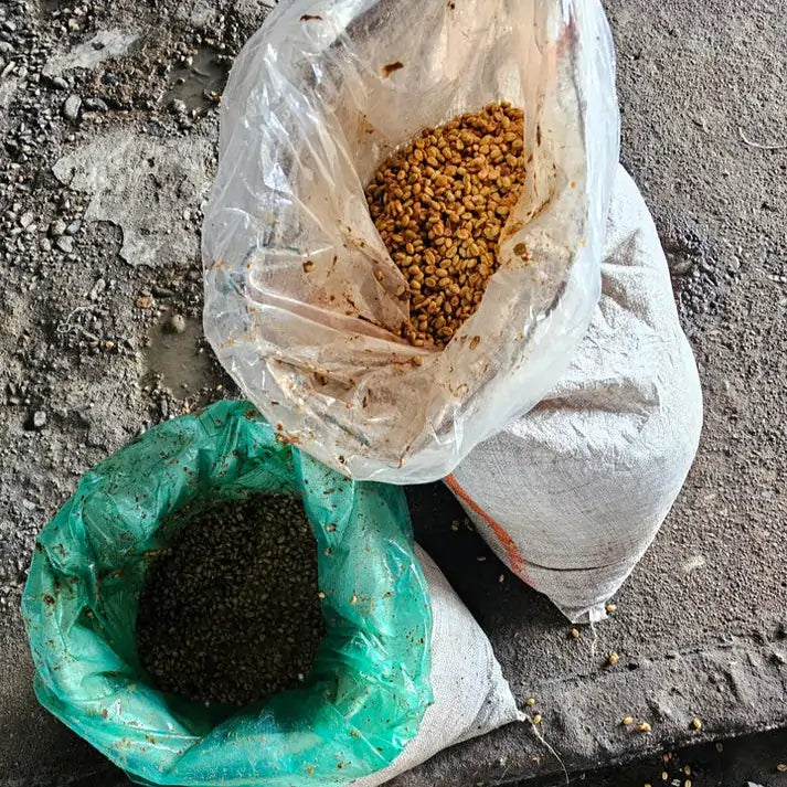 Surowe i fermentowane ziarna kawy Colombia Las Flores w workach podczas obróbki na plantacji