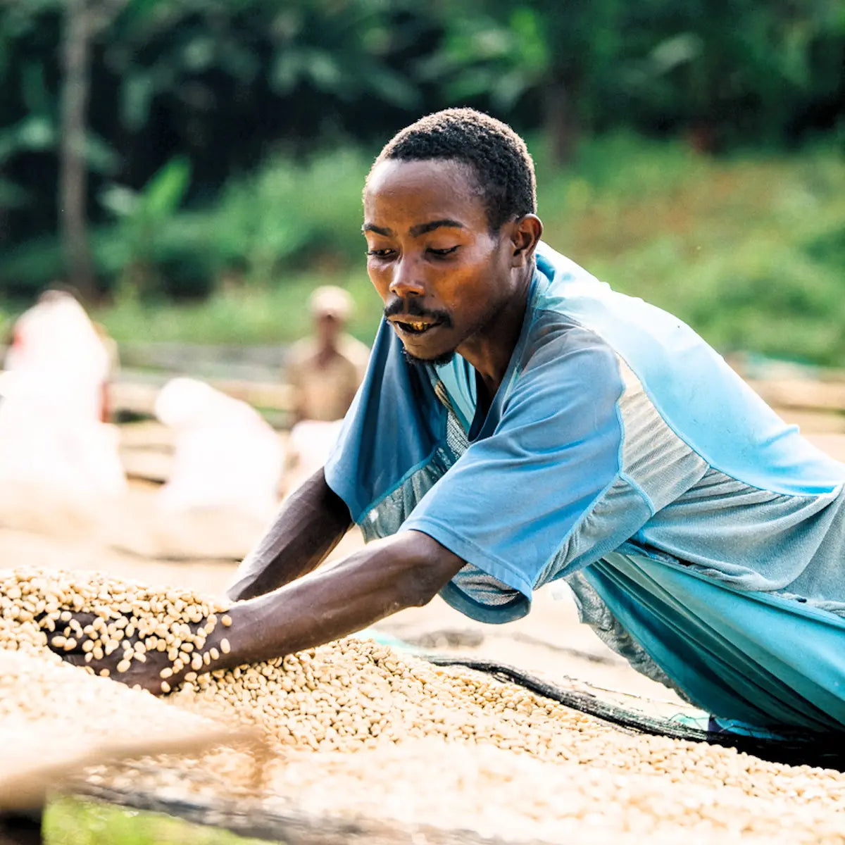 Pracownik stacji obróbki w Burundi ręcznie rozprowadza i selekcjonuje ziarna kawy specialty Burundi Burunga na podniesionym stole, zapewniając ich równomierne suszenie.