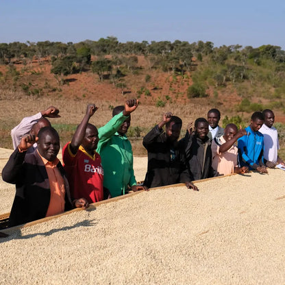 Grupa farmerów stojących przy stołach do suszenia zielonych ziaren kawy na afrykańskiej plantacji.