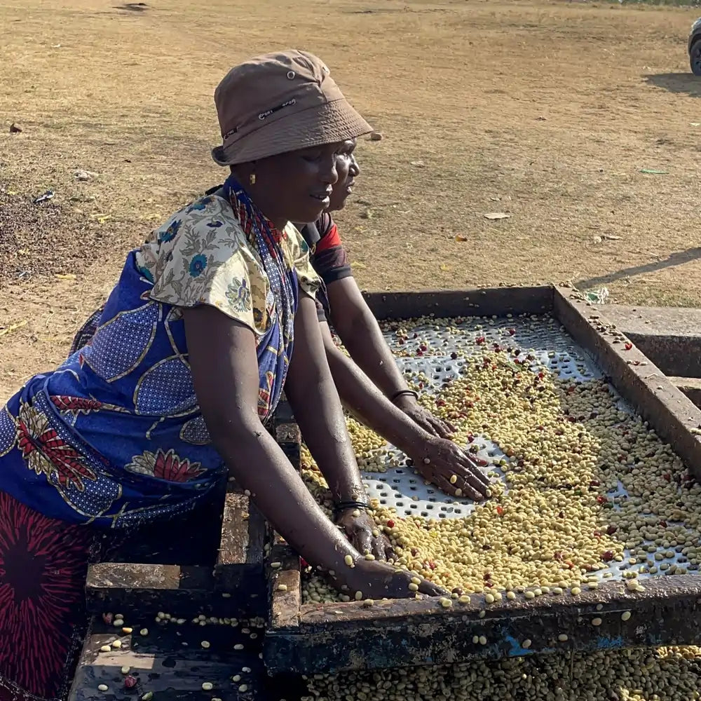 Ręczne sortowanie i mycie ziaren kawy podczas obróbki washed na afrykańskiej stacji obróbki