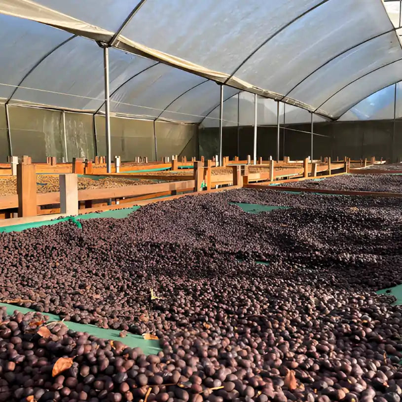 Suszenie kawy specialty w tunelu foliowym w Kostaryce – ziarna kawy podczas kontrolowanego procesu obróbki na farmie Don Claudio