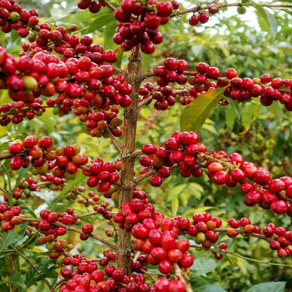 Dojrzałe czerwone owoce kawy na krzewie kawowca podczas zbiorów na plantacji