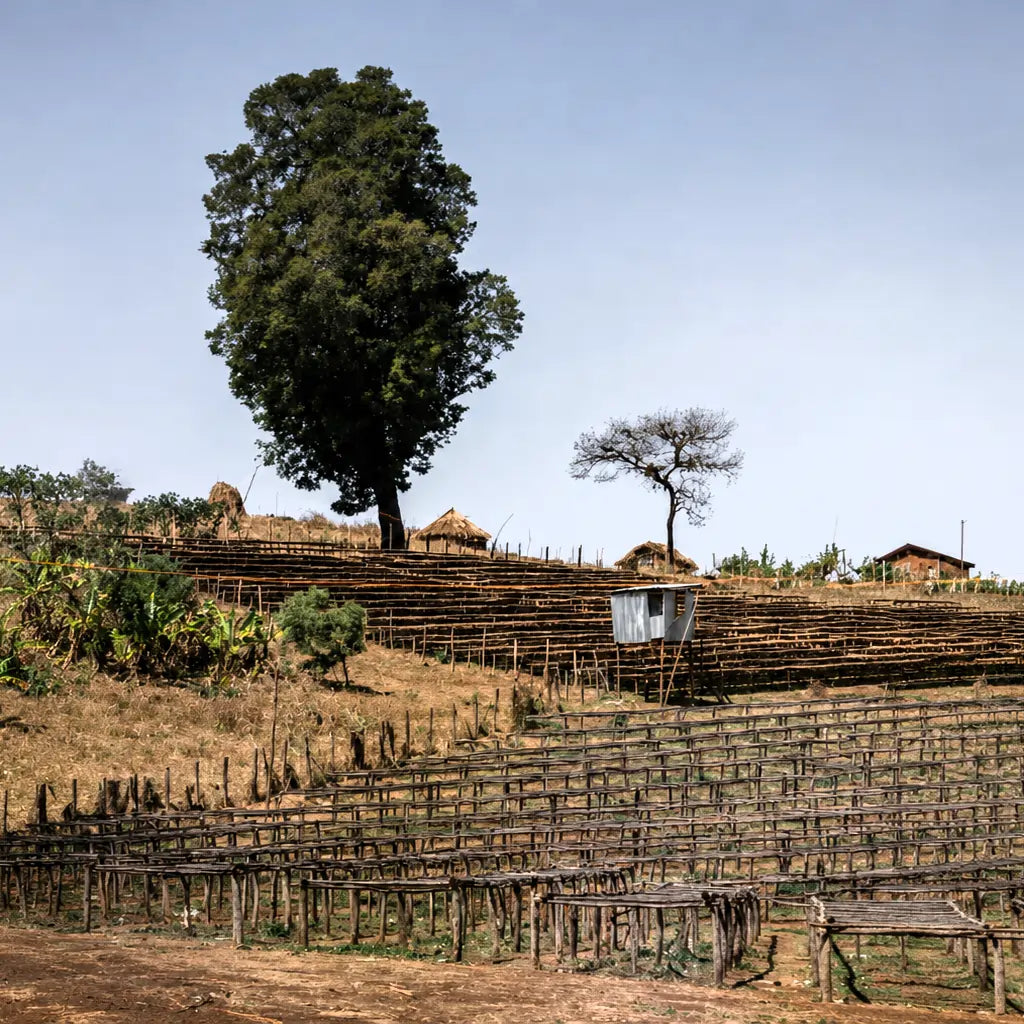 Afrykańskie łoża suszarnicze na stacji Ethiopia Gogogu w regionie Guji w Etiopii