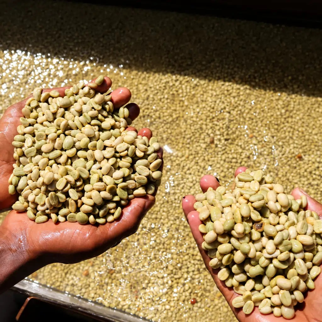 Zielone ziarna kawy Ethiopia Gogogu podczas mokrej obróbki i fermentacji na stacji obróbki w Etiopii
