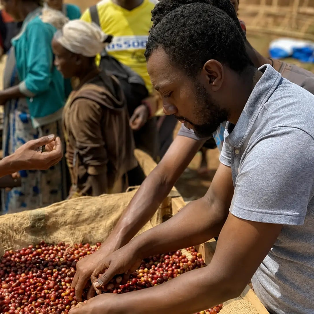 Ręczne sortowanie dojrzałych owoców kawowca na stacji obróbki Ethiopia Gogogu w regionie Guji w Etiopii