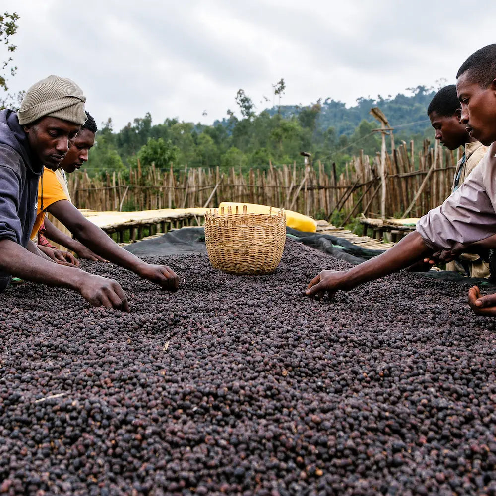 Ręczna selekcja owoców kawowca Ethiopia Konga suszonych na podniesionych stołach metodą naturalną w Etiopii.