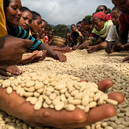 Ręczna selekcja ziaren kawy Ethiopia Konga przez lokalne producentki w Etiopii przed dalszą obróbką.