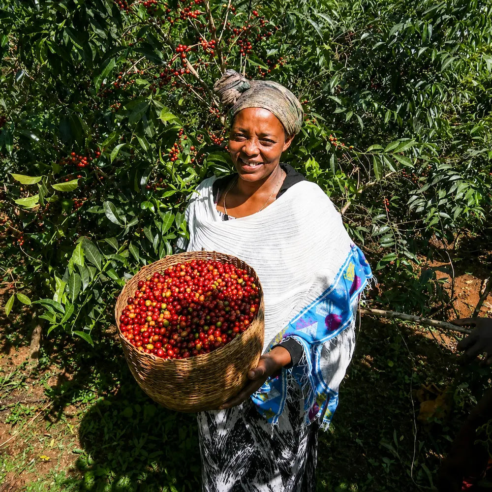 Etiopska producentka kawy trzymająca kosz pełen ręcznie zebranych, dojrzałych owoców kawowca Ethiopia Konga.