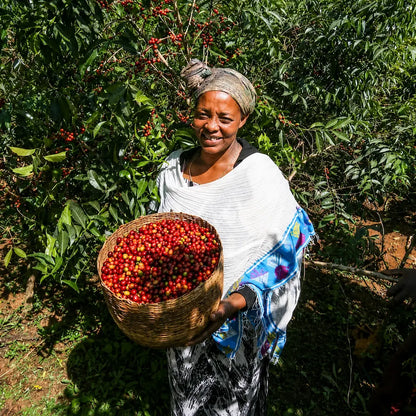 Etiopska producentka kawy trzymająca kosz pełen ręcznie zebranych, dojrzałych owoców kawowca Ethiopia Konga.