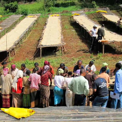 Stacja obróbki kawy w Etiopii Bombe – farmerzy sortują ziarna przy afrykańskich łóżkach do suszenia