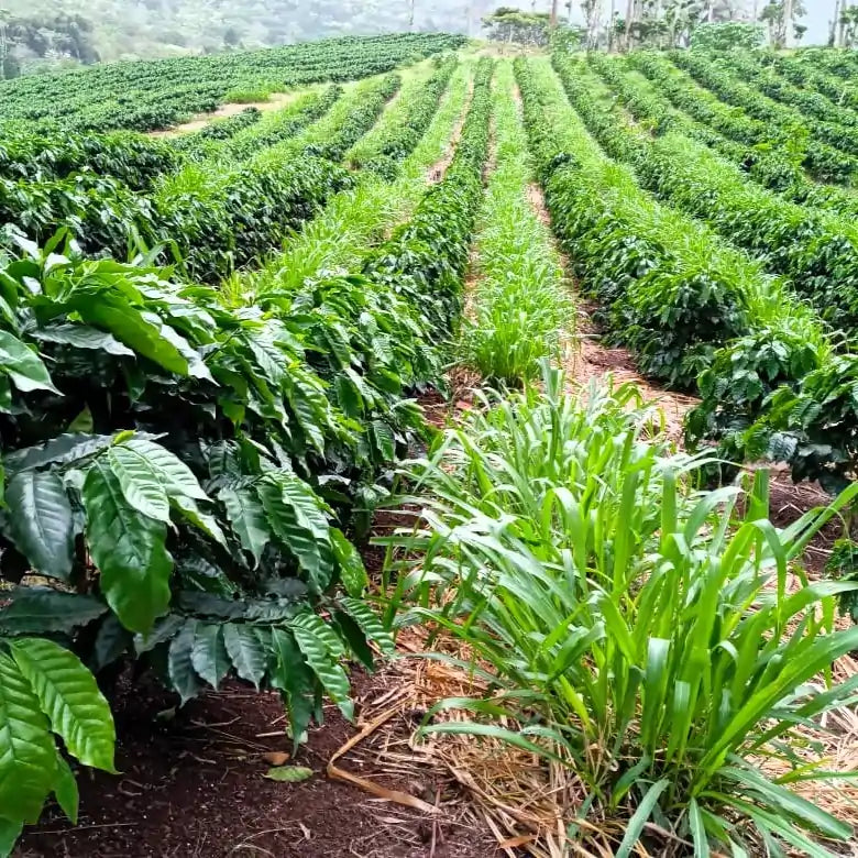 Plantacja kawy w regionie Bombe w Etiopii – rzędy krzewów kawowca w zielonym, wilgotnym krajobrazie