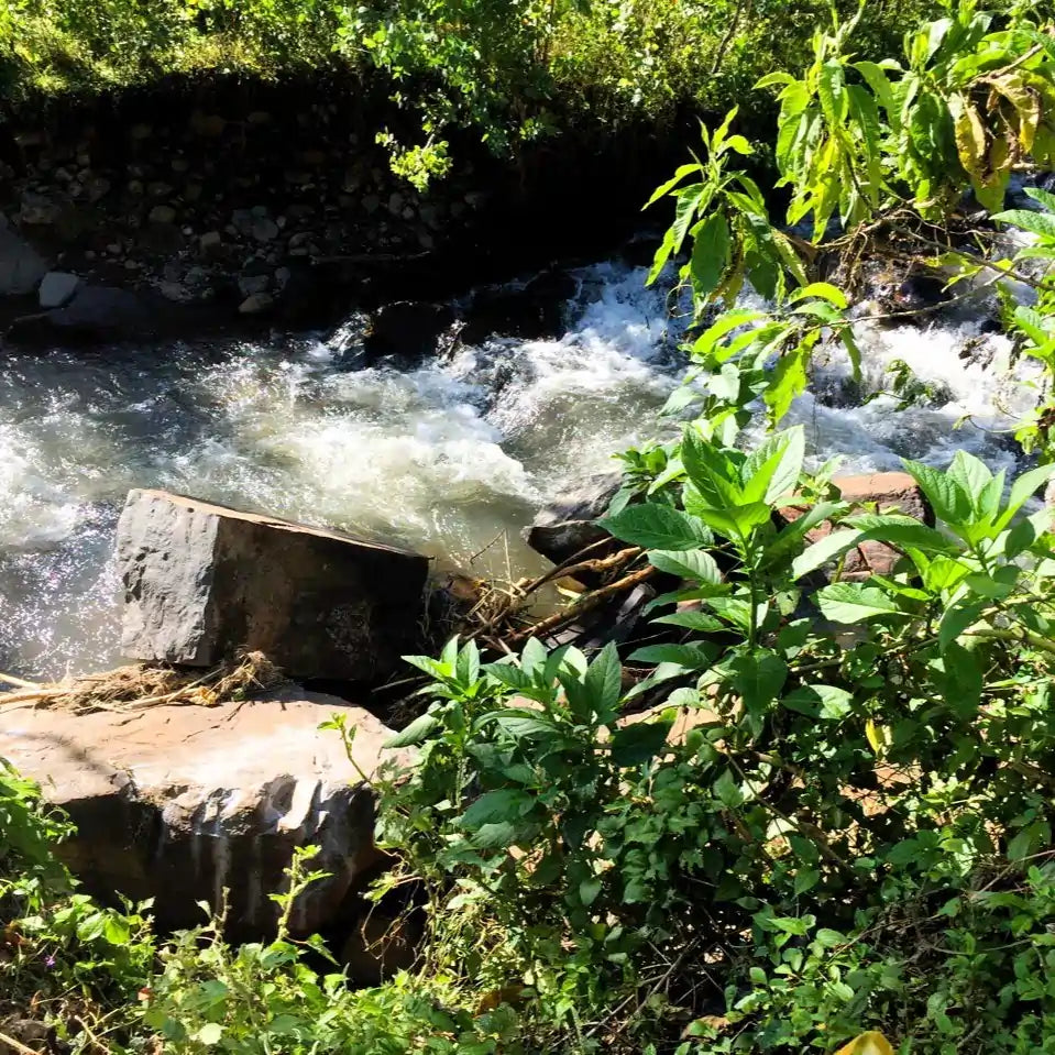 Rzeczka w regionie Bombe w Etiopii – naturalne warunki sprzyjające uprawie kawy specialty