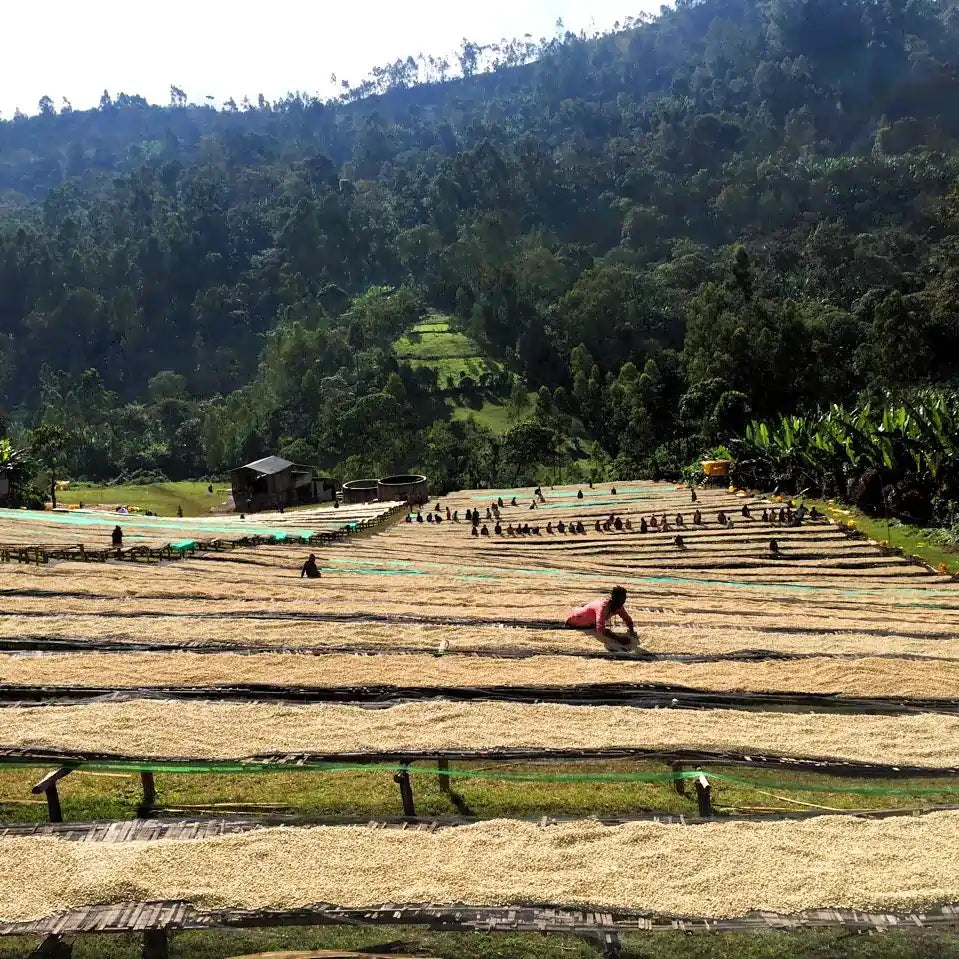 Suszenie ziaren kawy na afrykańskich łóżkach w regionie Bombe w Etiopii – plantacja otoczona górskim krajobrazem