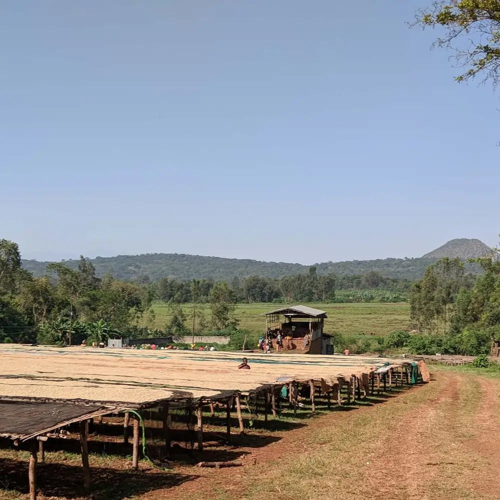 Stacja obróbki kawy Chelektu w Etiopii z afrykańskimi łóżkami do suszenia ziaren, otoczona zielonymi wzgórzami i plantacjami kawy.