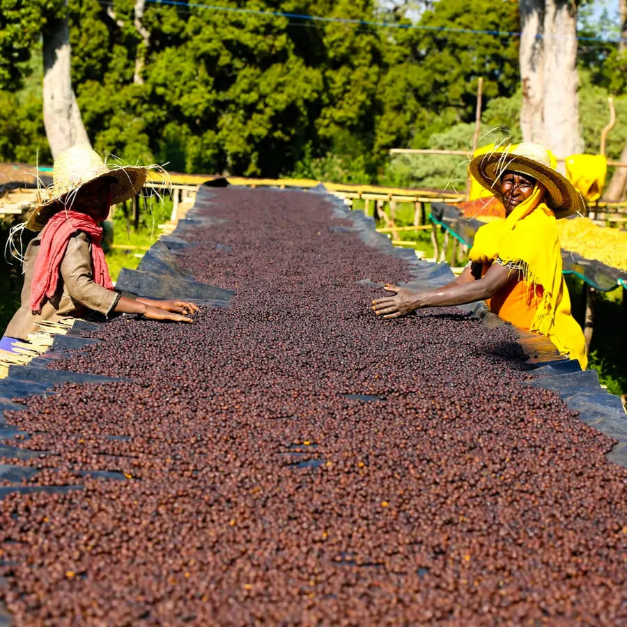 Suszenie kawy Etiopia Daye Bensa Gatta metodą anaerobiczną na łóżkach afrykańskich – pracownicy ręcznie rozkładają owoce kawowca