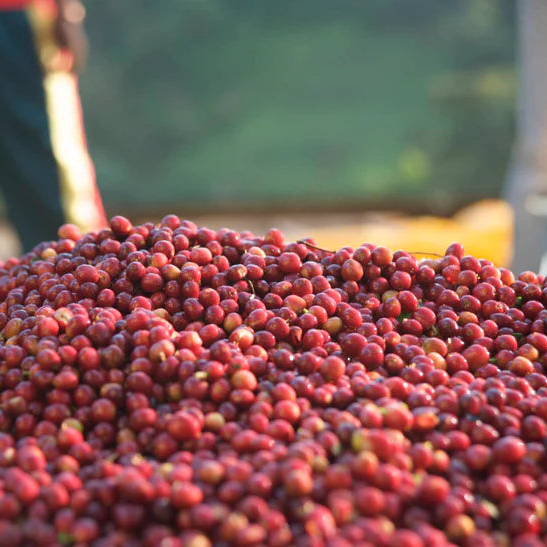 Ethiopia Shakisso Decaf [Filtr | Drip]