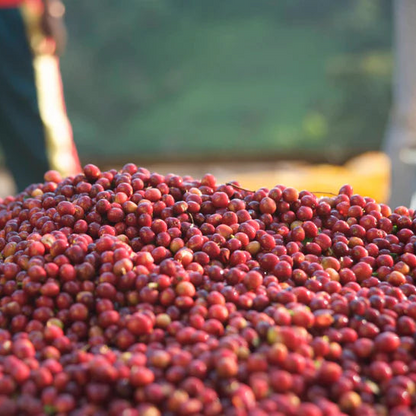 Ethiopia Shakisso Decaf [Filtr | Drip]