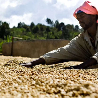  Pracownik na stacji obróbki kawy w Etiopii rozkładający ziarna kawy na słońcu podczas procesu suszenia.