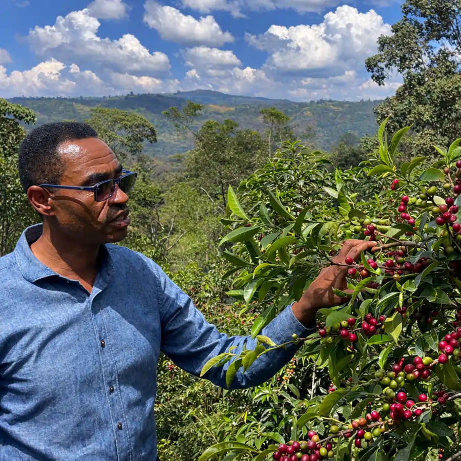 Farmer sprawdzający dojrzałość owoców kawy na krzewie kawowca na górskiej plantacji