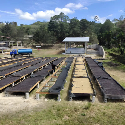 Proces suszenia kawy na afrykańskich łóżkach w Hondurasie na farmie Finca Villa Yolanda
