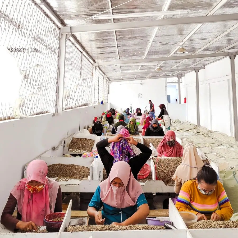 Indonezja Sumatra ręczna selekcja ziaren kawy pracownicy sortowanie zielonej kawy Indonesia Mena Gold