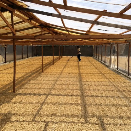 Indonezja suszenie kawy na podwyższonych łożach farmer rozgarnia ziarna kawy proces obróbki Indonesia Mena Gold