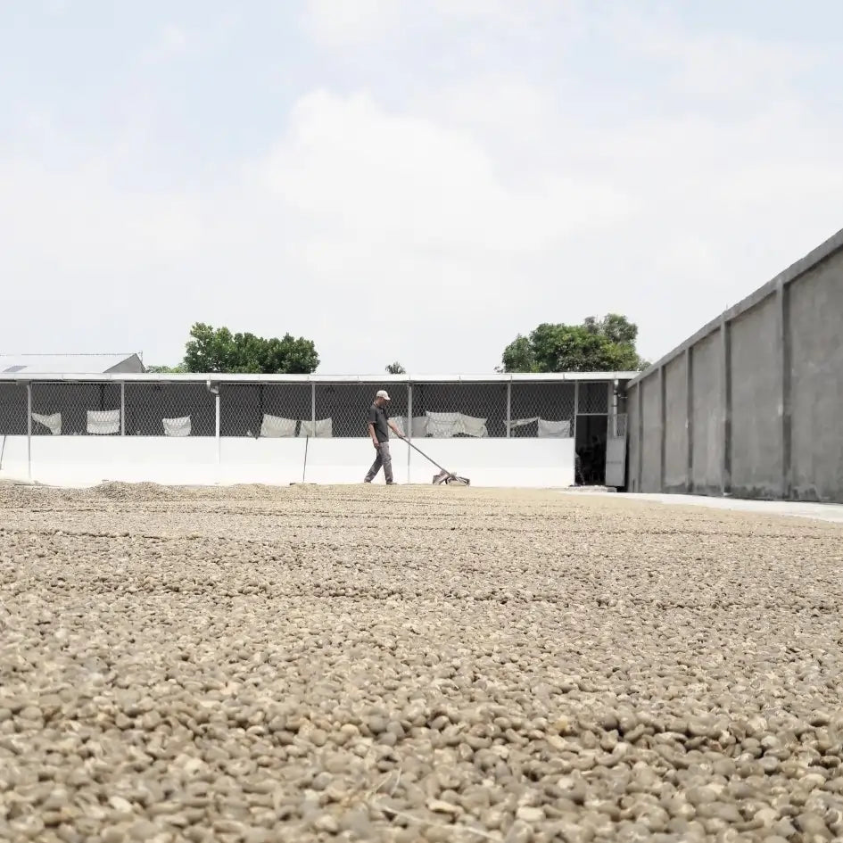 Indonezja Sumatra suszenie kawy na patio farmer rozprowadza ziarna kawy Indonesia Mena Gold proces obróbki